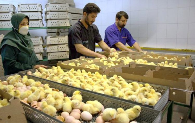 تولیدکنندگان مرغ انگیزه جوجه‌ریزی ندارند/ خسارت 300 تا 400 میلیارد تومانی به مرغداران در دو ماه