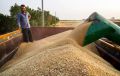 خشکسالی، 80 درصد تولید گندم استان‌های جنوبی را خشکاند/ 15 هزارمیلیارد از مطالبات گندمکاران پرداخت نشد