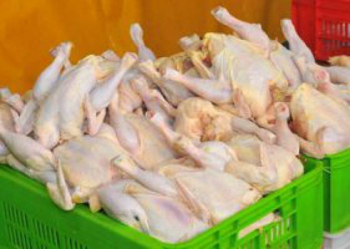 قیمت مصوب مرغ زنده در مرغداری چند است؟