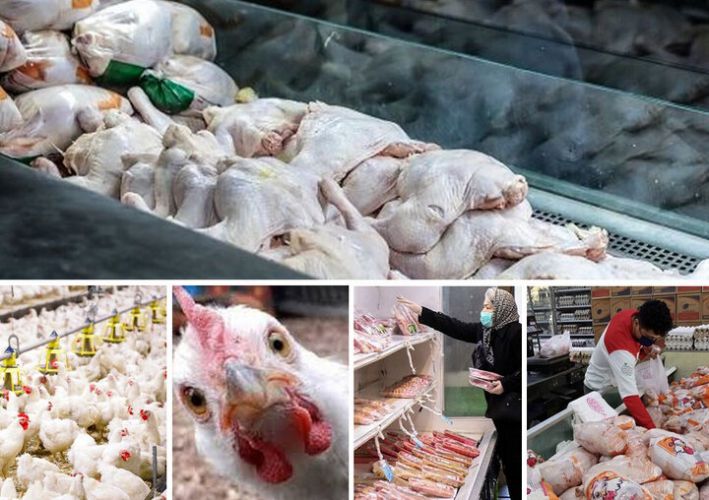 هیچ کمبودی در تولید گوشت مرغ نداریم/ ‌افزایش میزان جوجه‌ریزی به 120 میلیون قطعه