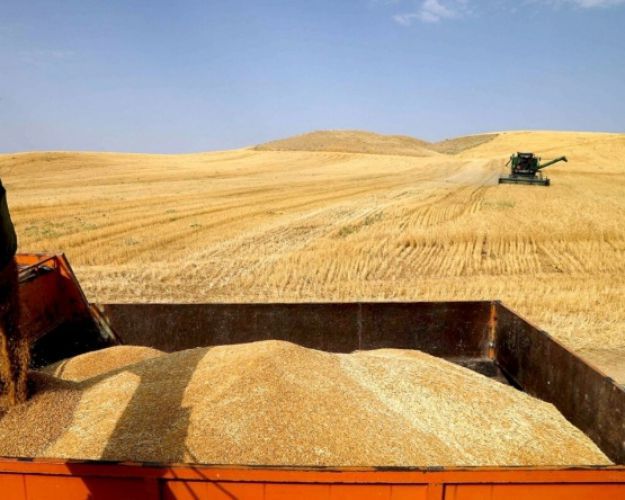 نرخ مناسب خرید گندم موجب افزایش تولید در سال زراعی جدید می‌شود