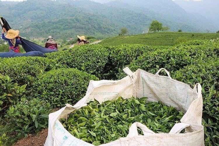 خرید 52 هزار تن برگ سبز چای/ استحصال 11 هزار تن چای خشک  