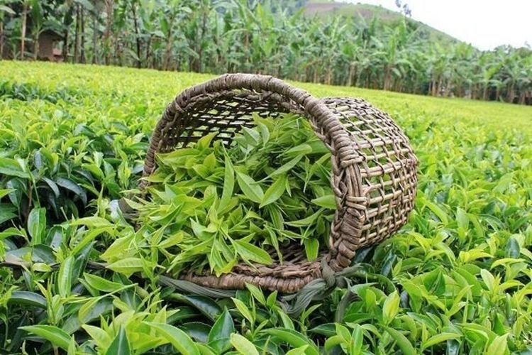 خرید حدود 77 هزار تن برگ سبز از چایکاران کشور