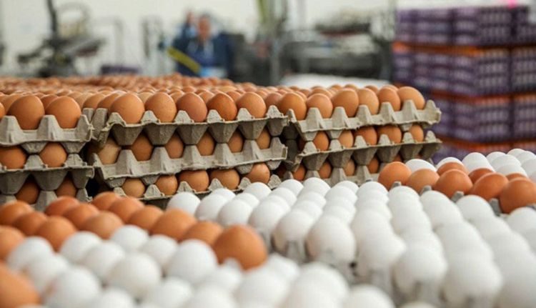 افزایش 16 برابری قیمت شانه کاغذی تخم مرغ/ مرغداران خواستار اعلام نرخ جدید تخم مرغ شدند
