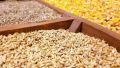 نهاده‌های دامی در مسیر گرانی؛ قیمت مرغ و گوشت بالا می‌رود؟