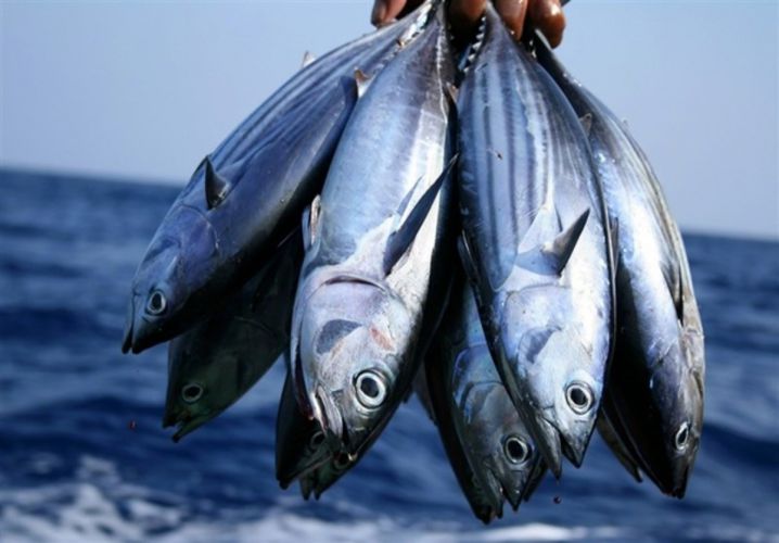 افزایش 80 درصدی قیمت ماهی/ خرید برای مصرف‌کنندگان دشوارتر شد