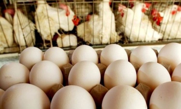  اتحادیه مرغ تخم گذار تهران: اگر ارز ترجیحی حذف شود، قیمت تخم مرغ به 110 هزار تومان و مرغ به 80 هزار تومان می‌رسد