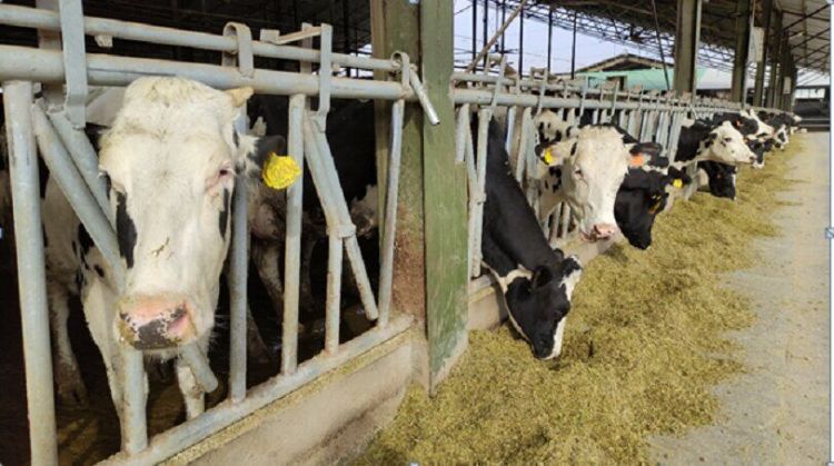 کاهش 30 هزار تومانی قیمت دام زنده سنگین/ گوشت واردتی بازار را اشباع کرده است