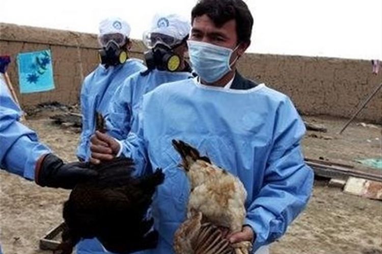 تایید ششمین کانون آنفلوآنزای پرندگان در کرمانشاه