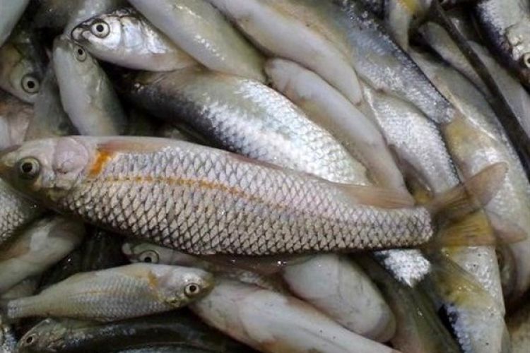 افزایش تقاضای ماهی در میادین میوه و تره‌بار