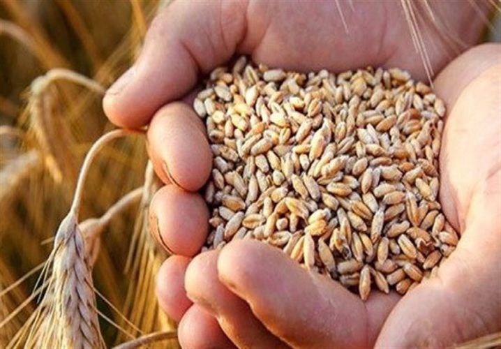 قیمت گندم امروز اعلام می شود/ حداکثر نرخ؛ 13500 تومان است