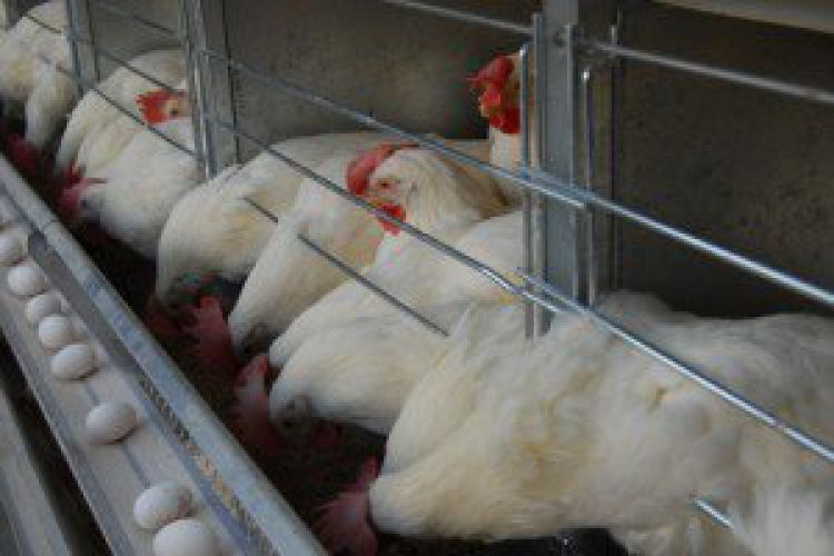 کاهش 15 تا 20 درصدی تولید تخم مرغ
