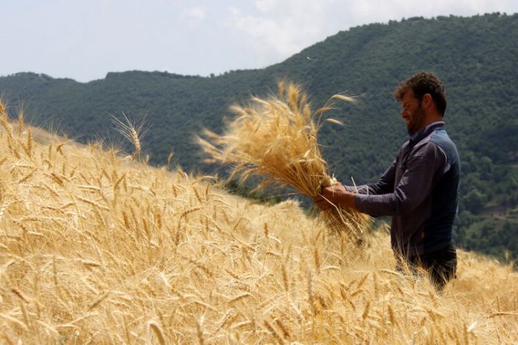 رضایت کشاورزان از رشد 143 درصدی نرخ خرید گندم توسط دولت سیزدهم