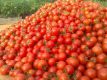 لغو عوارض 70 درصدی صادرات گوجه فرنگی
