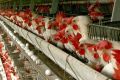 قیمت تخم‌مرغ در بازار شانه‌ای 110 هزار تومان/ایران دومین تولیدکننده تخم‌مرغ ارزان در جهان