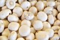  صادرات 2.1میلیون دلاری قارچ در نیمه نخست امسال/ ایران رتبه هفتم تولید قارچ در جهان را دارد