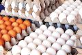  فروش تخم مرغ درب واحدهای تولیدی همچنان زیر قیمت مصوب/ ازسرگیری صادرات