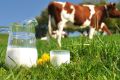 11.7 میلیون تن شیر خام سالانه در کشور تولید می‌شود