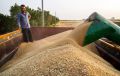 ذخایر گندم کشور 1.5 برابر میانگین جهانی است