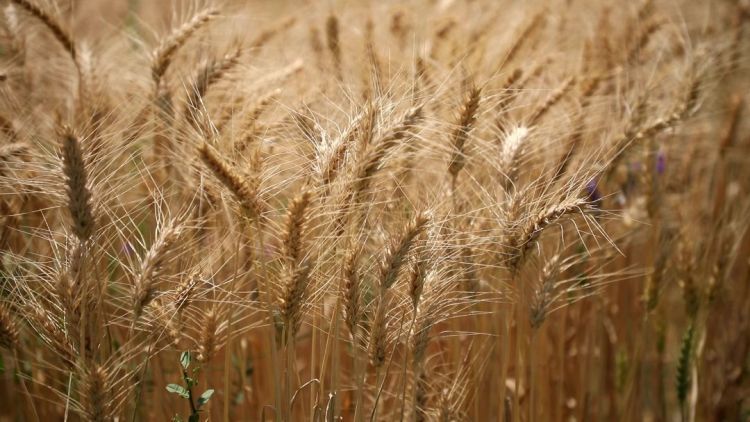 کشت 6 میلیون هکتار گندم در سال‌جاری/ 420 هزار تن بذر اصلاح شده توزیع شد