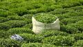 افزایش 30درصدی قیمت خرید برگ سبز چای/ پیش‌بینی تولید 145 هزار تن برگ سبز چای