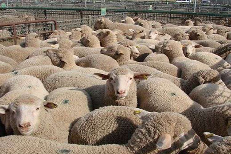 تکذیب صادرات گوسفند زنده به عراق توسط موتورسوار ناشناس