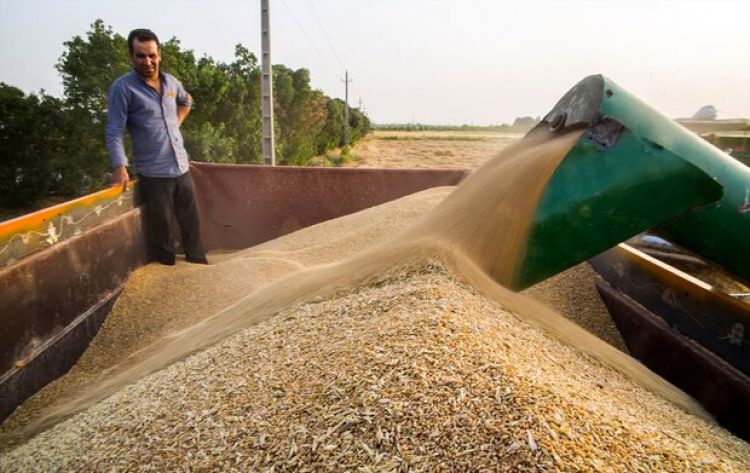 خرید 270 هزارتن گندم دوروم در قالب کشت قراردادی