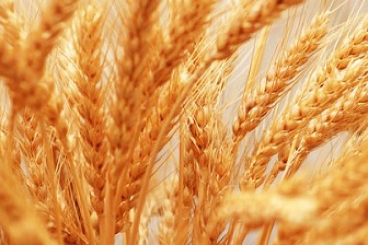 عرضه 251 هزار تن گندم در تالار محصولات کشاورزی