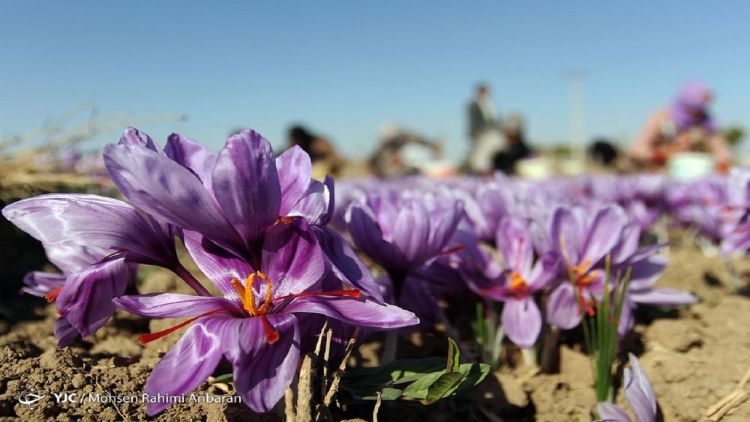 جهش 15 درصدی نرخ طلای سرخ در بازار