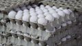 6 هزارتومان، رقمی منطقی برای تخم‌مرغ