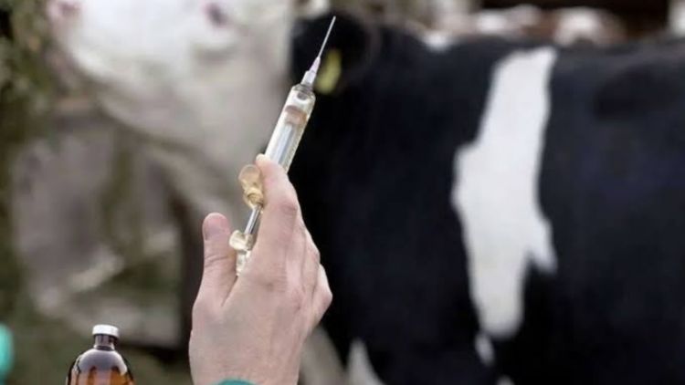  هیچ کمبودی در تأمین واکسن تب برفکی وجود ندارد