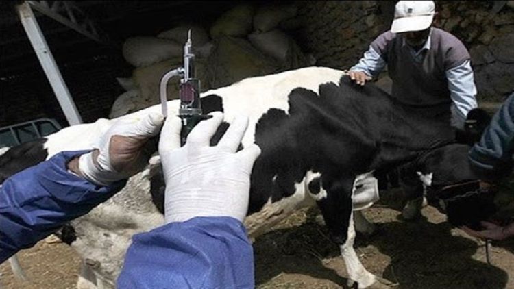 جای نگرانی نیست؛ سلامت فرآورده‌های لبنی و گوشتی بازار تأیید شد