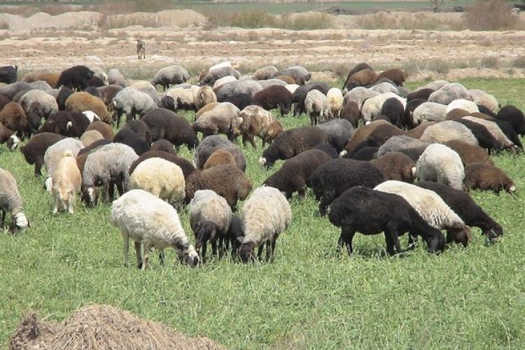 قاچاق گوسفند با اتوبوس مسافربری/ عکس