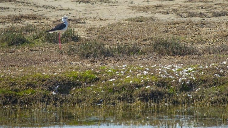 بازگشت زندگی به 4 تالاب کشور