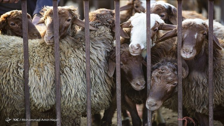  تشدید نظارت های بهداشتی در ایام‌ محرم تشدید؛ خیال مردم از مصرف گوشت راحت باشد