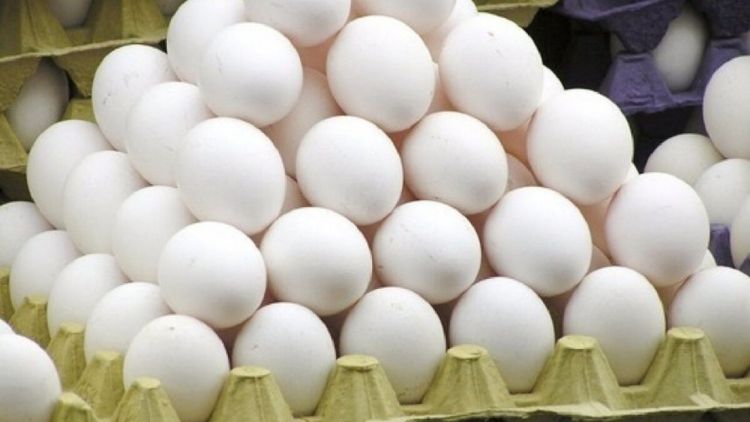 تولید 95 هزار تن تخممرغ در مرداد؛ مشکلی در تأمین نداریم تولید 95 هزار تن تخممرغ در مرداد؛ مشکلی در تأمین نداریم