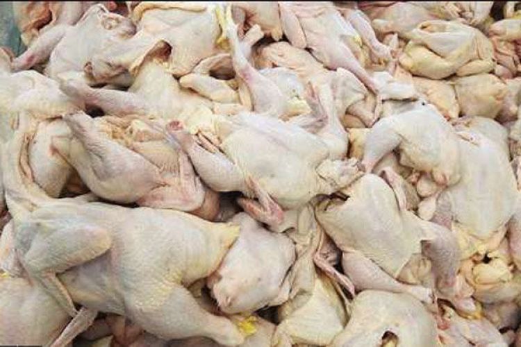   کاهش قیمت مرغ در راه است