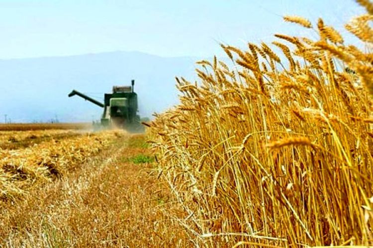 خرید4.6 میلیون تن گندم از کشاورزان/حتی یک مورد قاچاق گزارش نشد