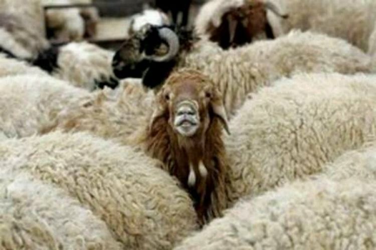 برنامه واردات گوسفند زنده از 3 کشور