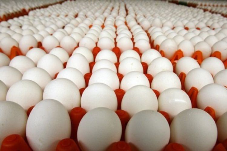   صادرات تخم‌مرغ آزاد شد
