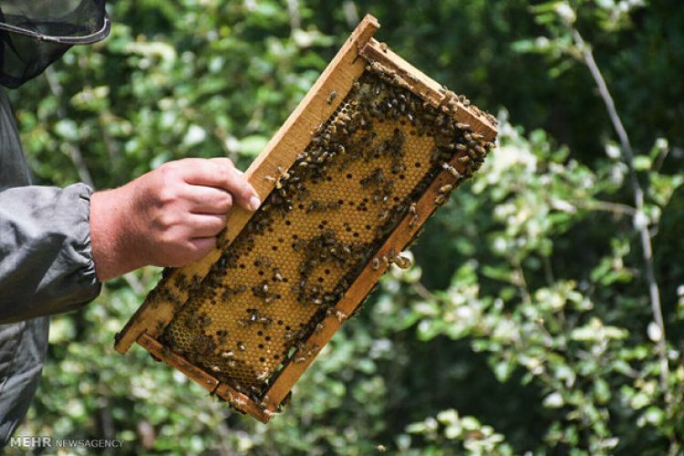 مذاکره با آفریقای جنوبی برای صادرات عسل