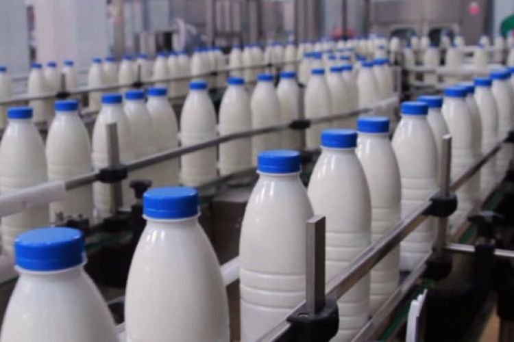 نصف شدن تولید بزرگترین تولیدکننده شیر کشور
