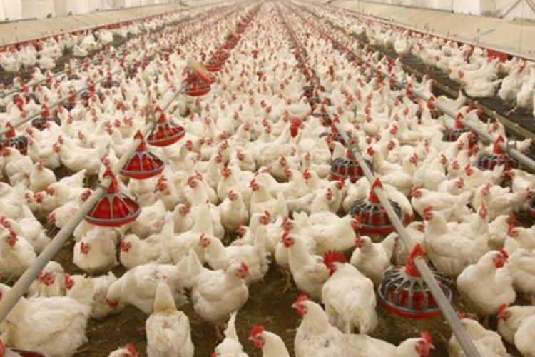 صادرات گوشت مرغ آزاد شد