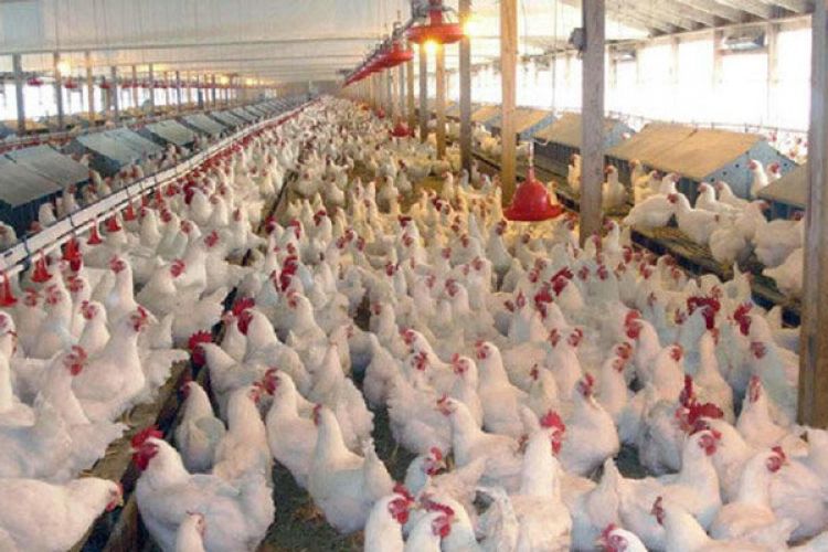 افزایش 79 درصدی تورم تولیدکننده مرغداری های کشور