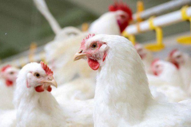 قیمت جدید مرغ زنده تعیین شد/ 13 هزار تومان به ازای هرکیلوگرم