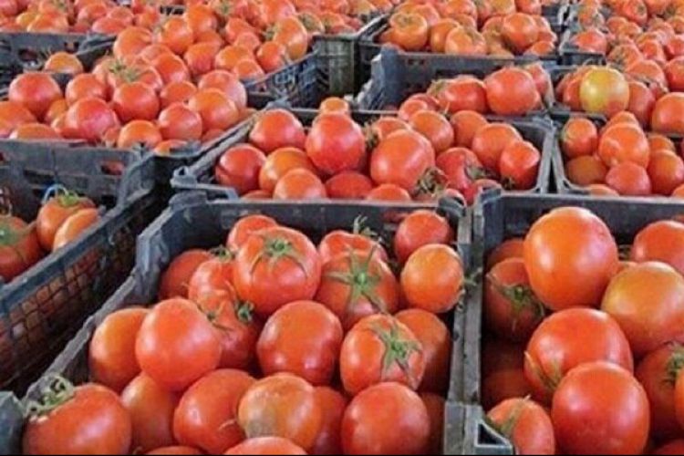6.3 میلیون تن گوجه فرنگی امسال در کشور تولید شد