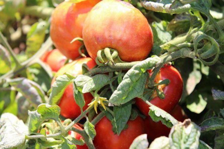 قیمت گوجه فرنگی به 14 هزارتومان رسید/ کاهش قیمت؛ 20 روز دیگر!