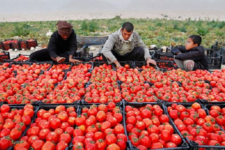 نرخ گوجه در مزرعه 500 اما در بازار 6000 تومان/ ورشکستگی کشاورزان
