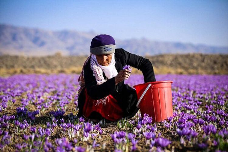 صادرات زعفران از سر گرفته شد/افزایش 8 درصدی قیمت‌ها