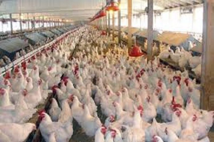 قیمت مرغ به 11.5 هزار تومان کاهش یافت/ هشدار درباره کاهش تولید